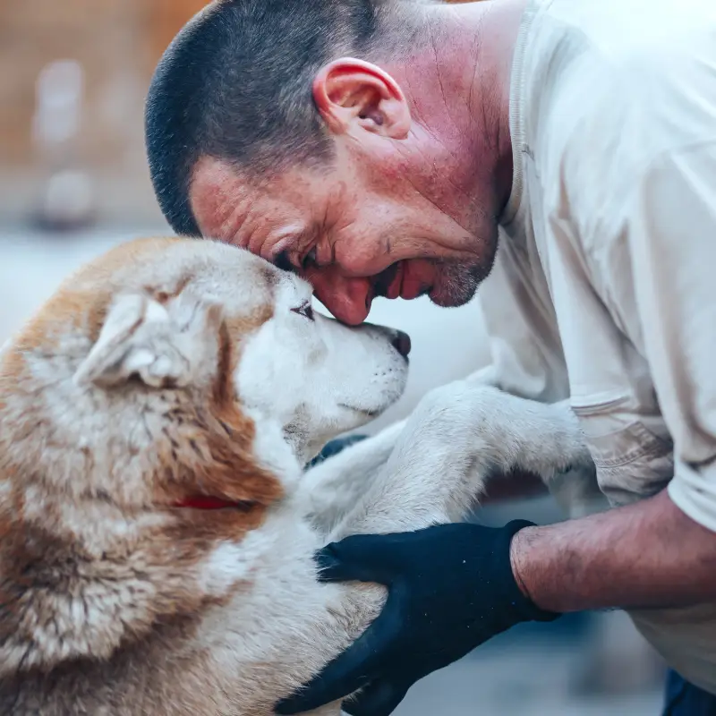 mature man in gloves hugging red husky dog forehead to forehead, eyes o eyes, care friendship concept.